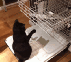 cutedishwashercat.gif